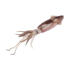Calamari_C4L